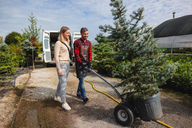 The Steps Involved in Our Tree Care Process in Jim Thorpe, PA